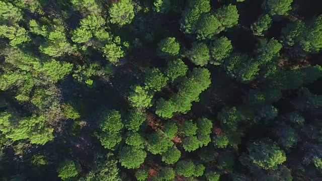 森林与道路的头顶镜头视频素材