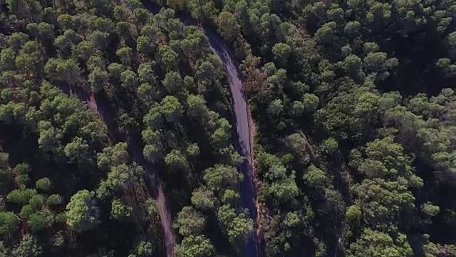 森林与道路的头顶镜头视频素材