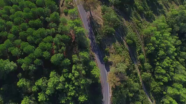 森林与道路的头顶镜头视频素材