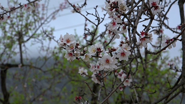 杏树开花，马略卡岛视频素材