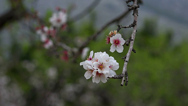 杏树开花，马略卡岛视频素材