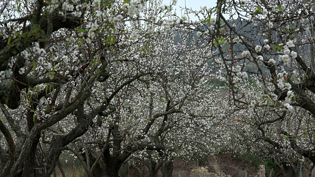 杏树开花，马略卡岛视频素材