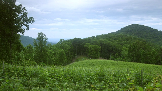 风景如画的葡萄园，郁郁葱葱的山在背景/美国弗吉尼亚州视频素材