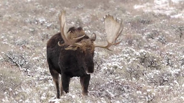 MS/TS拍摄了一只巨大的公驼鹿(Alces Alces)在暴风雪中近距离走进摄像机视频素材