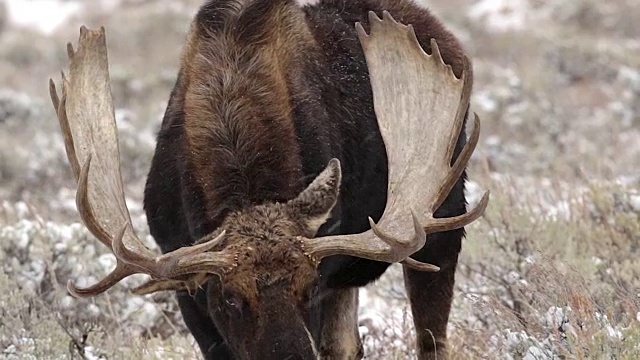 TS拍摄到一只巨大的公麋(Alces Alces)在暴风雪中近距离走进摄像机视频素材