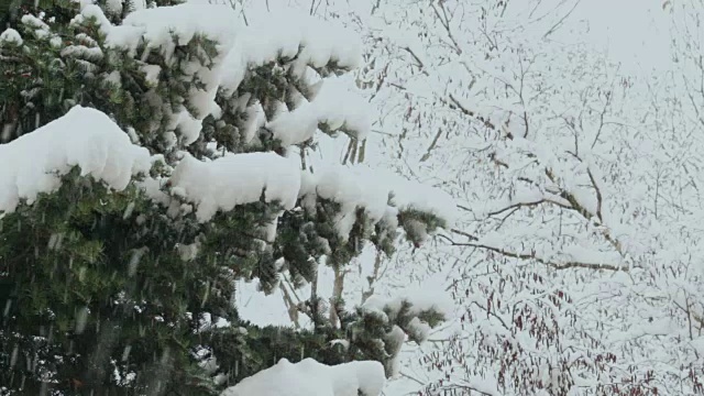 树在降雪视频素材