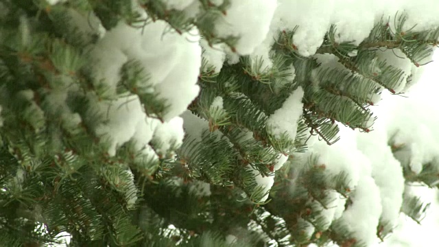 树在降雪视频素材