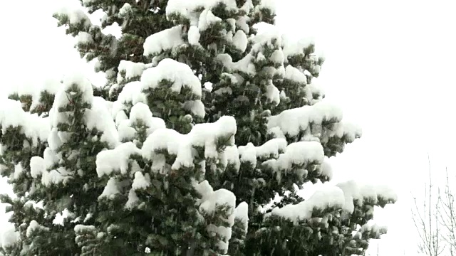 树在降雪视频素材