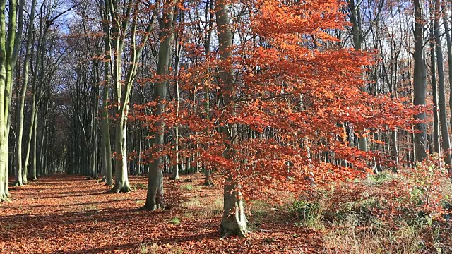 秋天的山毛榉树，(Fagus Sylvatica)，罗金厄姆森林附近的Bulwick，北安普敦郡，英国视频素材