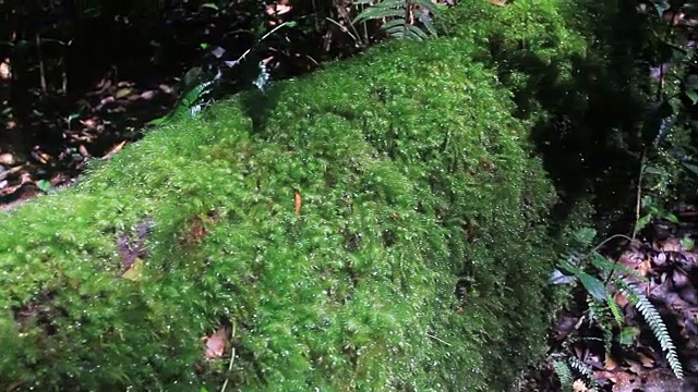 森林中的蕨类和苔藓。视频素材