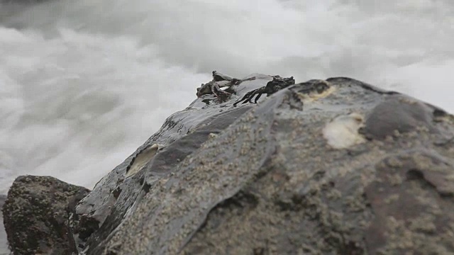 螃蟹在海岸的岩石上视频素材