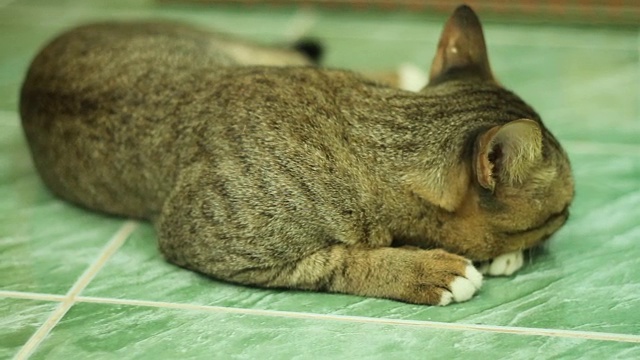 美丽的猫视频下载