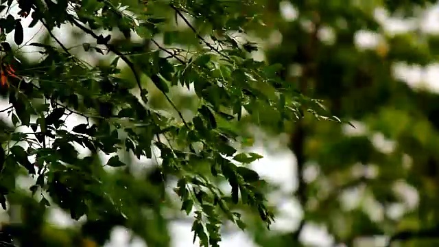 树枝在风雨中摇摆视频下载