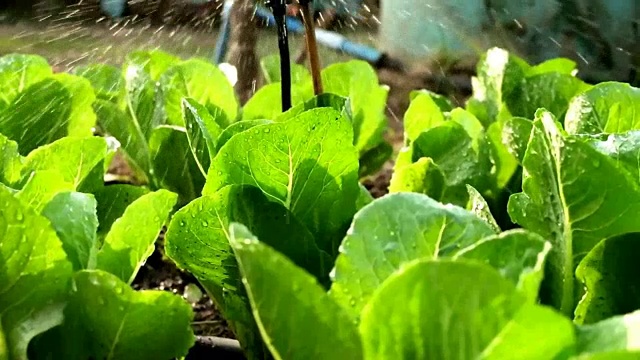 浇水时靠近羽衣甘蓝视频下载