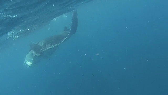 海射线在加勒比海的水下视频素材