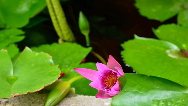 莲花盛开的视频素材