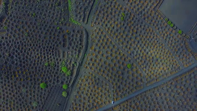 无人机在兰萨罗特火山岛上空拍摄的航拍镜头，令人惊叹的火山景观和黑色土地上葡萄园的漂亮图案洞。4 k UHD。视频素材