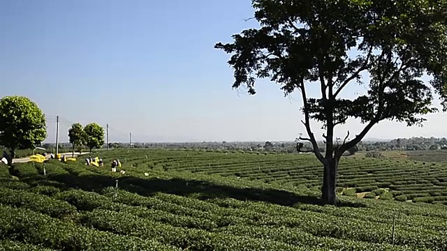 泰国的山地茶园视频素材