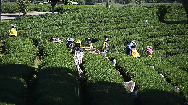 泰国茶农在绿茶种植园采摘茶叶视频下载