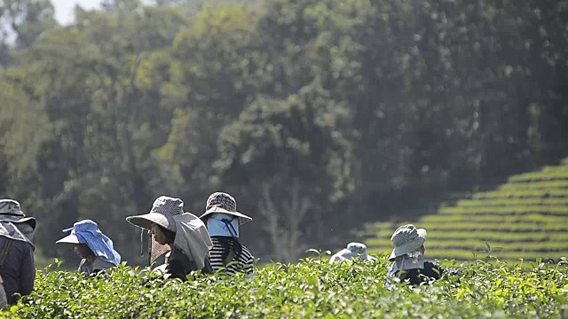 泰国农民在泰国高地种植园采摘茶叶视频下载