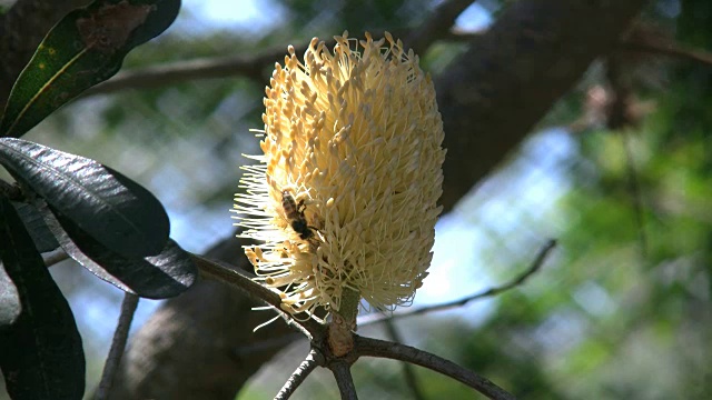 澳大利亚蜜蜂在班克斯花上飞视频素材