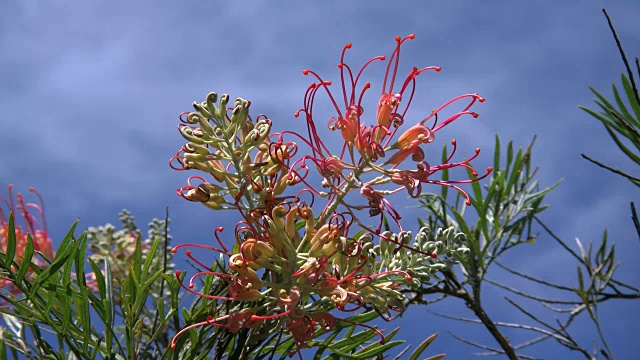 澳大利亚grevillea花视频素材