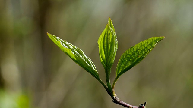 春天植物的叶子视频素材