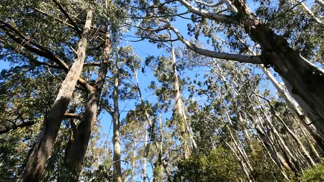 在吹笛者瞭望台的澳大利亚桉树视频素材