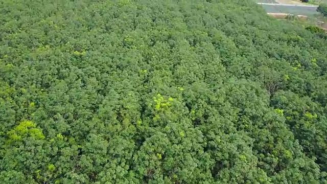 橡皮树视频素材