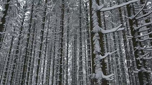 森林里的树木被雪覆盖着视频素材