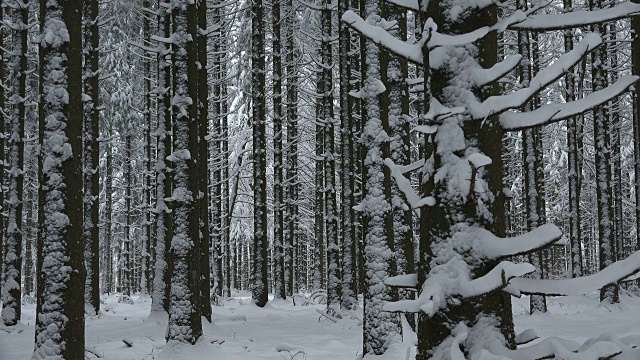 森林里的树木被雪覆盖着视频素材