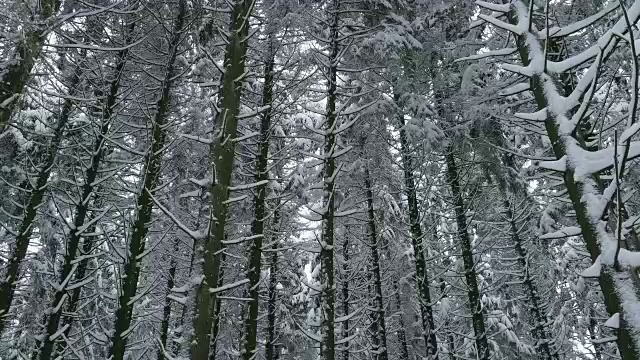 森林里的树木被雪覆盖着视频素材