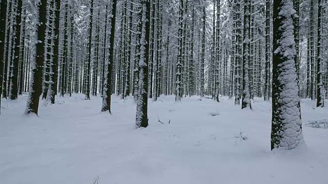 森林里的树木被雪覆盖着视频素材