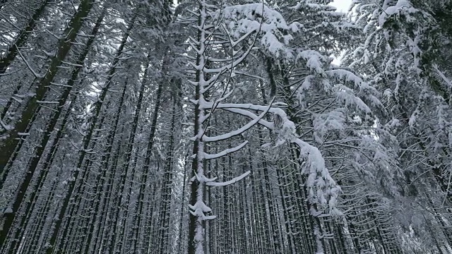 森林里的树木被雪覆盖着视频素材