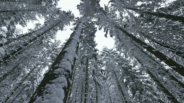 森林里的树木被雪覆盖着视频素材