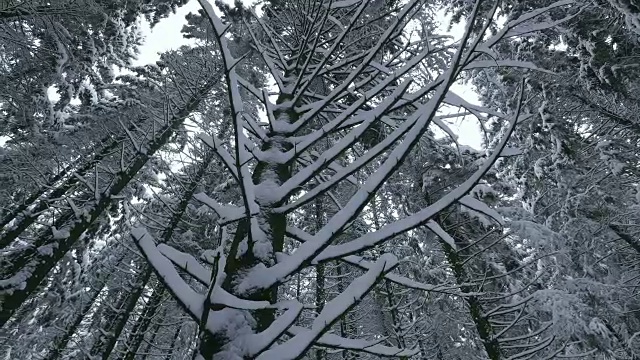 森林里的树木被雪覆盖着视频素材