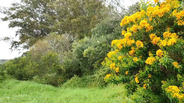 澳大利亚莫宁顿半岛开花灌木视频素材