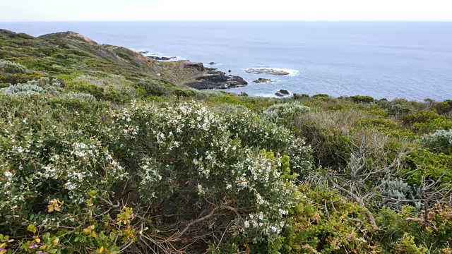 澳大利亚莫宁顿半岛海岸有鲜花视频素材