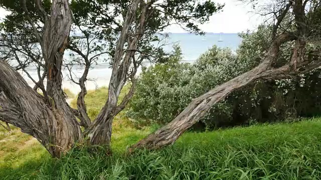 澳大利亚莫宁顿半岛海岸树视频素材