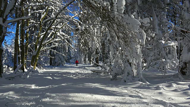 森林里的树木被雪覆盖着视频素材