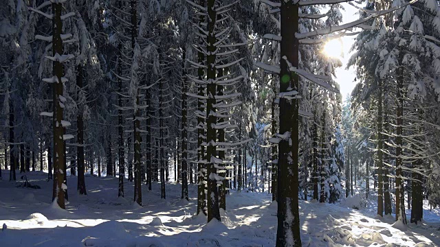 森林里的树木被雪覆盖着视频素材