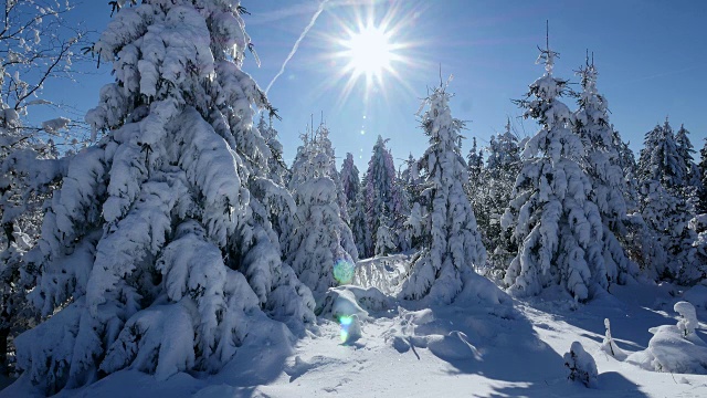 森林里的树木被雪覆盖着视频素材