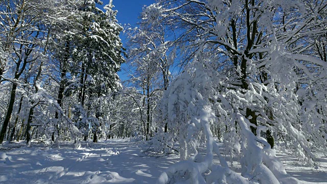 森林里的树木被雪覆盖着视频素材