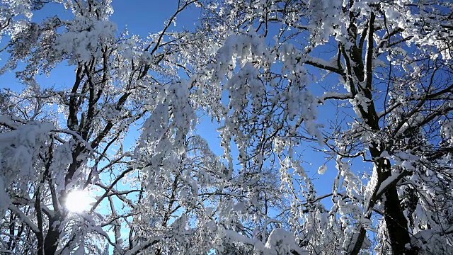 森林里的树木被雪覆盖着视频素材