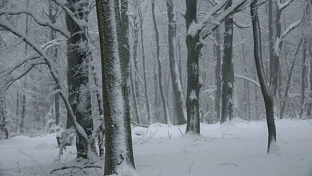 森林里的树木被雪覆盖着视频素材