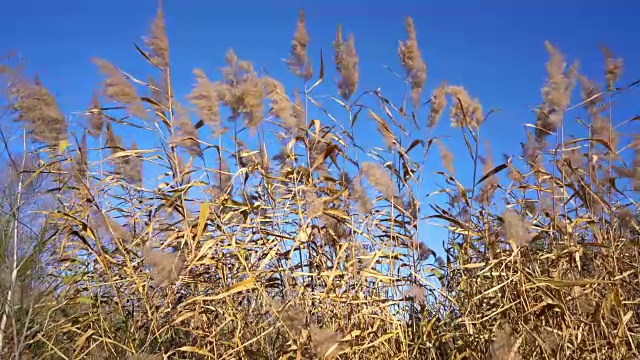 芦苇在风中吹动视频素材