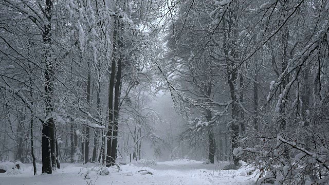 森林里的树木被雪覆盖着视频素材