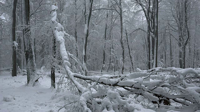 森林里的树木被雪覆盖着视频素材