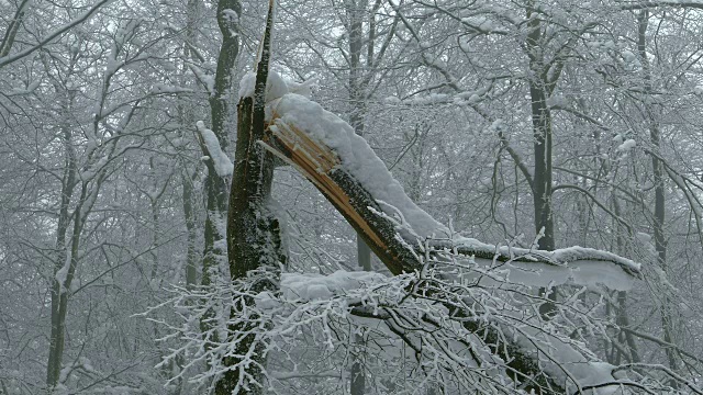 森林里的树木被雪覆盖着视频素材