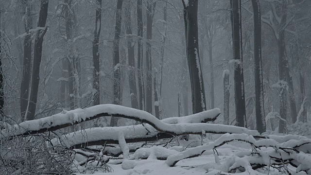 森林里的树木被雪覆盖着视频素材